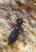 šídlo modré (Vážky), Aeshna cyanea, Aeshnidae, Anisoptera, Odonata (Odonata)